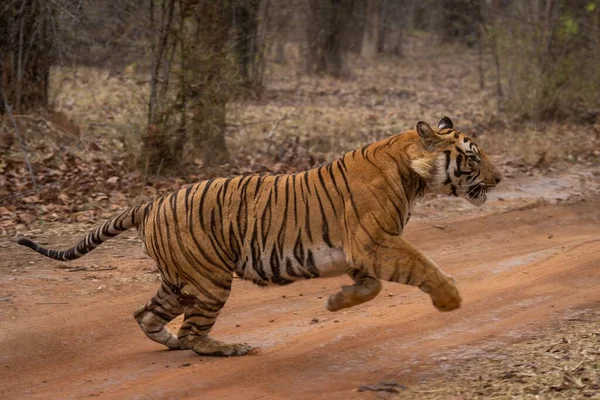 Bengala Tigre Corrida Através Trilha Floresta — Fotografia de Stock