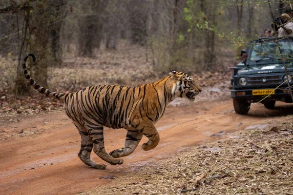 Бенгальский Тигр Пересекает Трассу Возле Джипа — стоковое фото