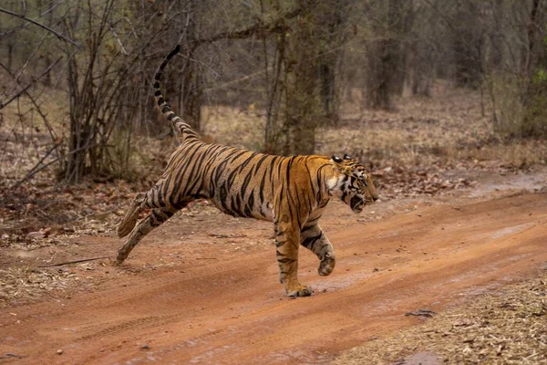 Tigre Bengala Atravessa Trilha Floresta — Fotografia de Stock