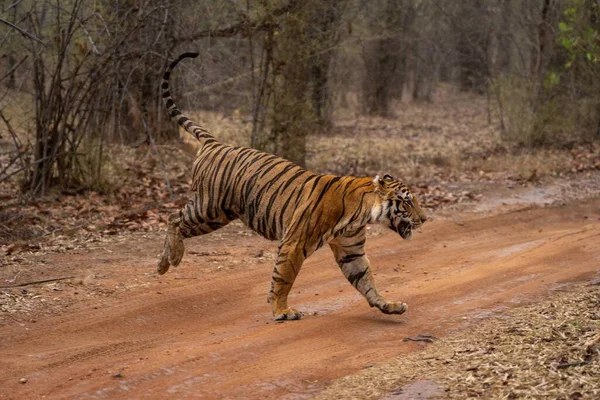 Tigre Bengala Atravessa Trilha Bosques — Fotografia de Stock