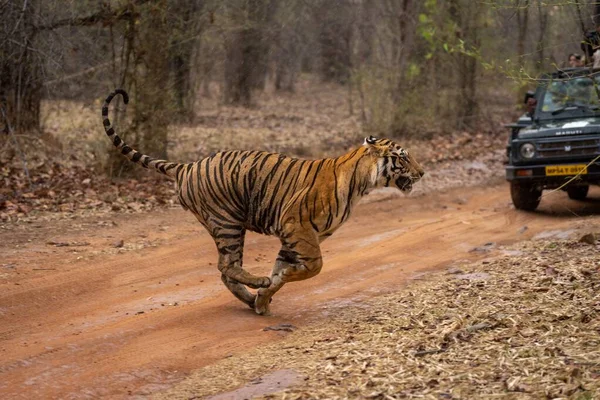 Бенгальський Тигр Межує Минулим Джипом — стокове фото