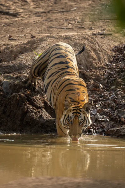 Bengale Tigre Tient Moitié Dans Eau Potable Trou — Photo