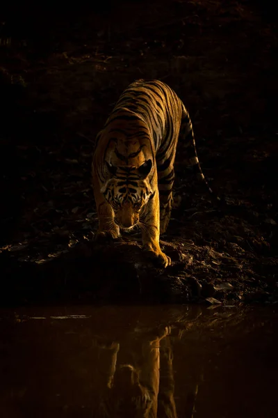 Bengal Tiger Stands Casting Reflection Waterhole — Stock Photo, Image