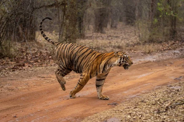 Tigre Bengala Delimitando Através Trilha Madeiras — Fotografia de Stock
