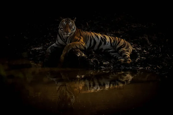 Bengal Tiger Lies Waterhole Eyeing Camera — Stock Photo, Image