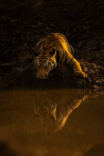 Bengalski Tygrys Leży Przy Wodopoju Oglądając Odbicie — Zdjęcie stockowe