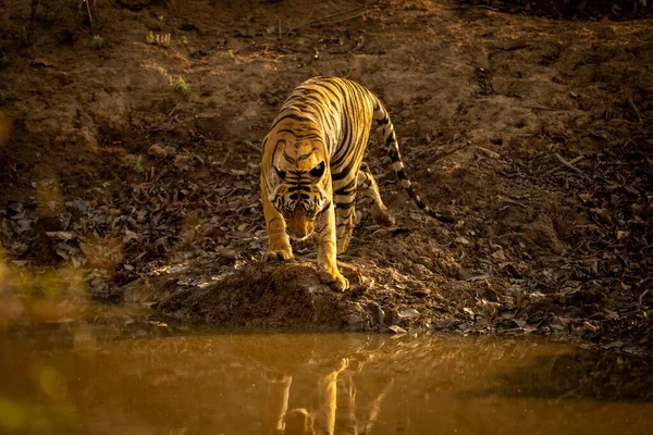 Tigre Bengala Fica Buraco Água Nas Sombras — Fotografia de Stock