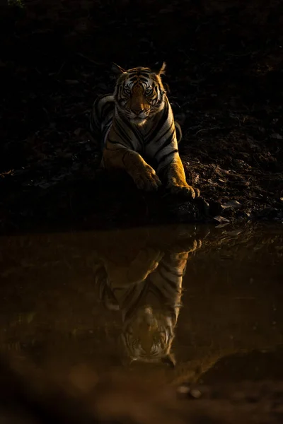 Бенгальський Тигр Лежить Водяній Дірі Дивиться Камеру — стокове фото