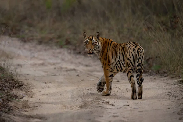 Bengal tiger crosses sandy track looking back