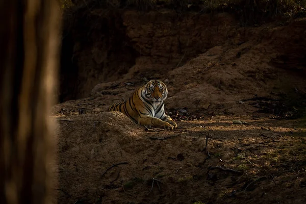 Bengal Tiger Lies Bank Waterhole — Stock Photo, Image