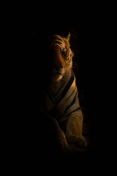 Bengal Tiger Lies Lit Setting Sun — Stock Photo, Image