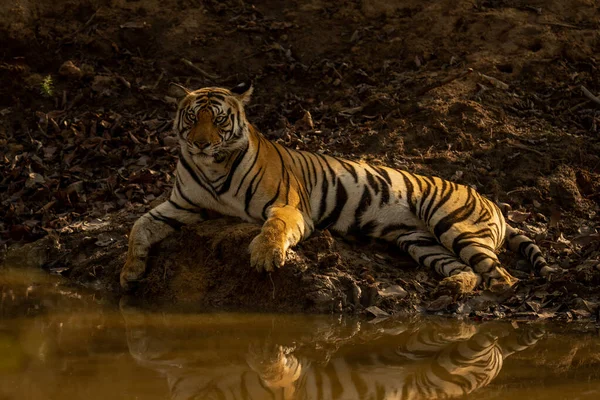 Бенгальский Тигр Лежит Через Отражение Литья Водяных Отверстиях — стоковое фото