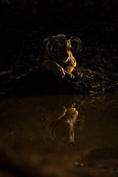 Tigre Bengala Encuentra Pozo Agua Fundición Reflexión — Foto de Stock