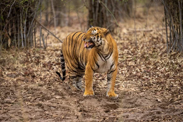 Tigre Bengala Pie Demostrando Respuesta Flehmen — Foto de Stock