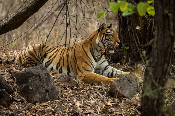 Bengalski Tygrys Patrzy Przed Siebie Pod Drzewami — Zdjęcie stockowe