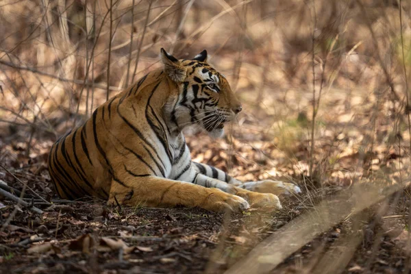 Tigre Bengala Deitado Sombra Dos Arbustos — Fotografia de Stock