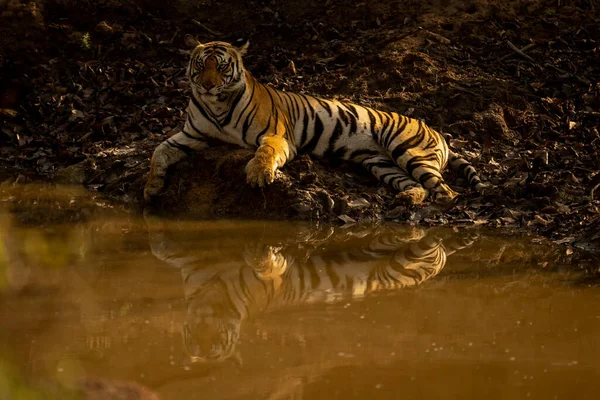 Bengal Tiger Lies Waterhole Casting Reflection — Stock Photo, Image