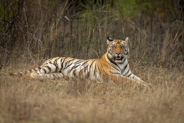 Bengalski Tygrys Leży Trawie Oglądając Kamerę — Zdjęcie stockowe