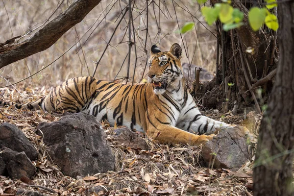 Bengal tiger lies among rocks looking back