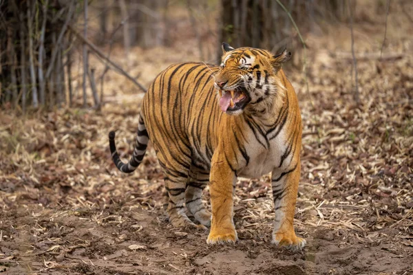 Tigre Bengala Está Dando Uma Resposta Flehmen — Fotografia de Stock