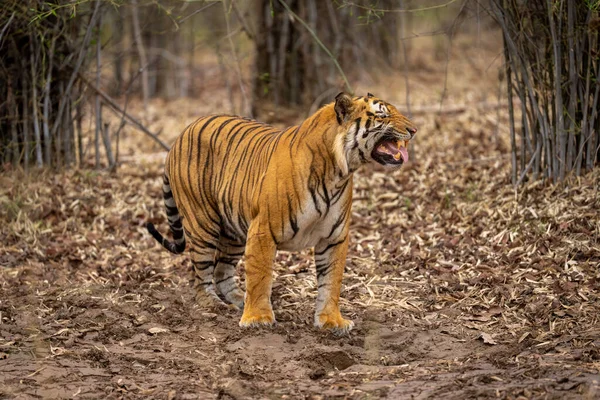 Bengal Tiger Standing Showing Flehmen Response — Stock Photo, Image