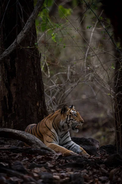 Bengaalse Tijger Ligt Onder Een Boom Het Bos — Stockfoto