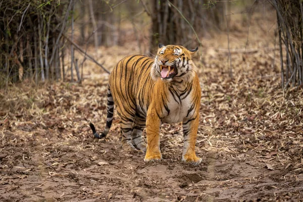 Бенгальский Тигр Стоящий Дающий Ответ Флемену — стоковое фото