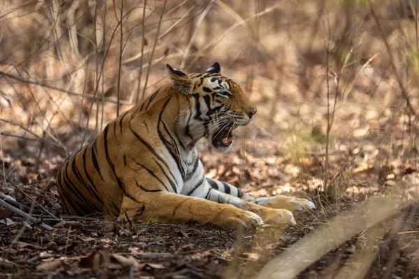Bengal Tiger Lies Opening Mouth Yawn — Stock Photo, Image