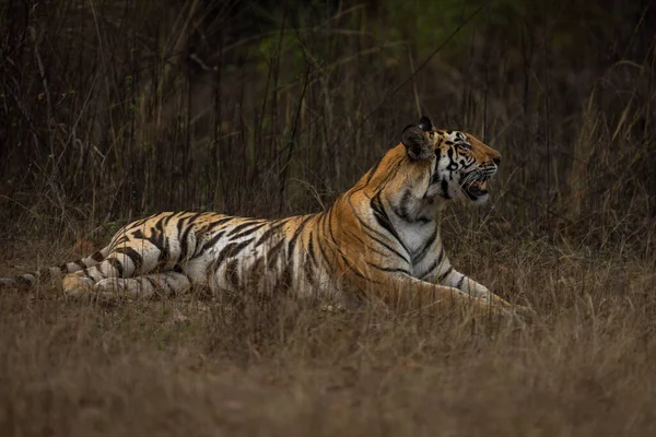 Tigre Del Bengala Giace Testa Sollevamento Erba — Foto Stock