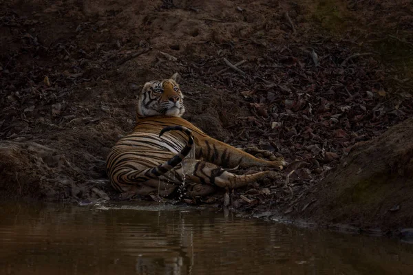 Tigre Bengala Encontra Por Buraco Água Cintilando Cauda — Fotografia de Stock