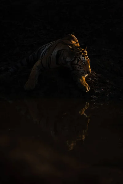 Bengalisk Tiger Ligger Genom Vattenhål Stirrar Höger — Stockfoto