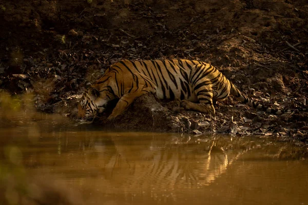Tigre Bengala Está Bebendo Buraco Água Lamacento — Fotografia de Stock