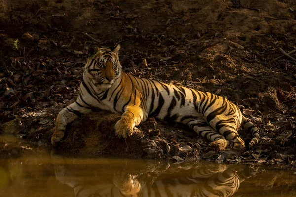 Bengálský Tygr Leží Vedle Vodní Díry Otáčí Hlavou — Stock fotografie