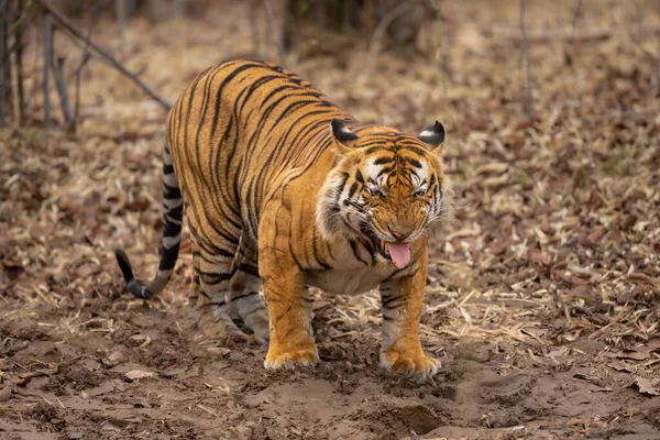 Bengal Tiger Crouches Showing Flehmen Response — Stock Photo, Image