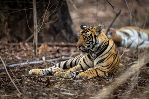Tigre Bengala Deitado Arbustos Perto Outro — Fotografia de Stock