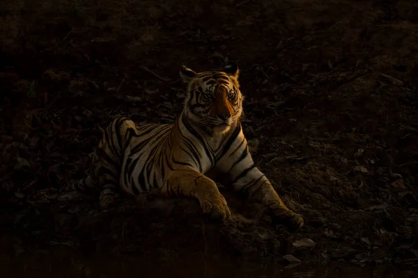 Bengal Tiger Lies Waterhole Lifting Head — Stock Photo, Image