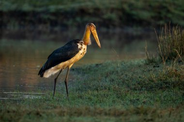 Asyalı yün boyunlu leylek çimenli su birikintisinde yürüyor