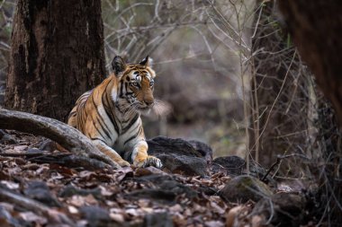 Bengal kaplanı ağaçların arasında yatıyor.