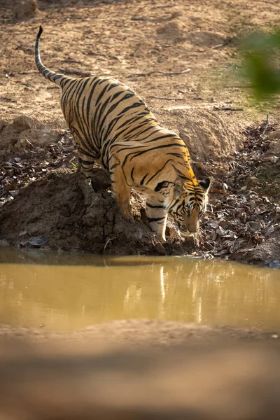 孟加拉虎蹲伏在地上看着水坑 — 图库照片