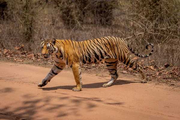 Tigre Bengala Cruza Pista Arenosa Sol — Fotografia de Stock