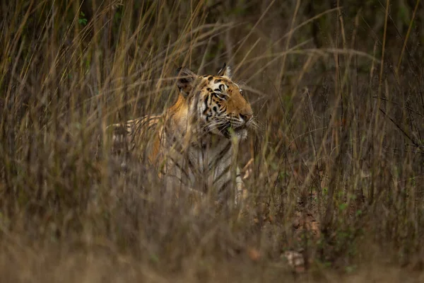 Bengalski Tygrys Leży Patrząc Wysokiej Trawie — Zdjęcie stockowe