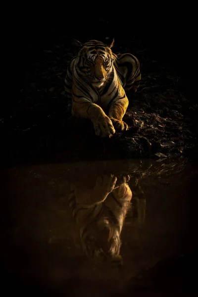 Bengal Tiger Lies Waterhole Casting Reflection — Stock Photo, Image