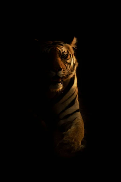 Бенгальский Тигр Лежит Темноте Смотрит Камеру — стоковое фото
