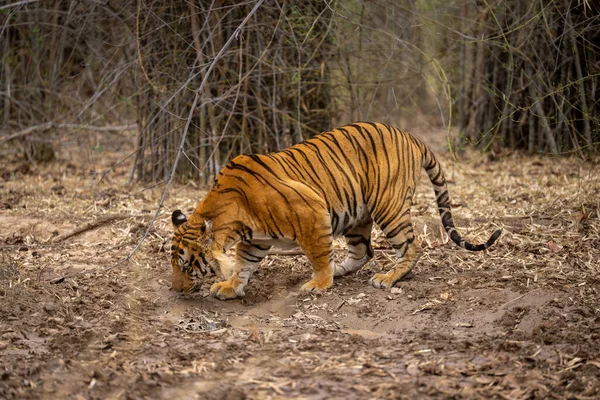 Tigre Bengale Tient Dans Terrain Reniflement Forestier — Photo