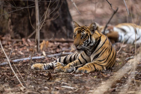 Tigre Bengala Encontra Arbustos Por Outro — Fotografia de Stock