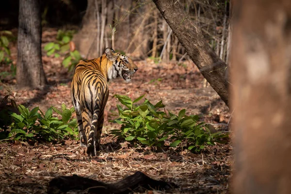 Tigre Bengale Tient Dans Forêt Tournant Tête — Photo