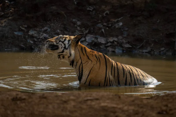 Bengalisk Tiger Sittande Vattenhål Skakande Huvud — Stockfoto