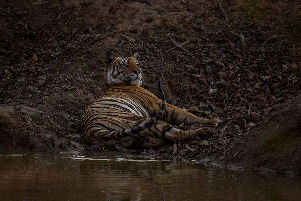 Bengálský Tygr Leží Vrhá Ocas Vodní Díře — Stock fotografie