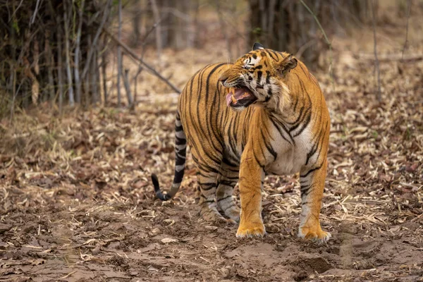 Bengal tiger standing giving the Flehmen response
