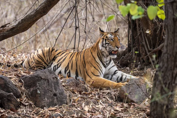 Tigre Del Bengala Giace Tra Alberi Rocce — Foto Stock